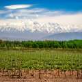 Viñedo cerca de Mendoza