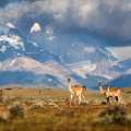 Guanacos en la Patagonia con montañas nevadas al fondo.