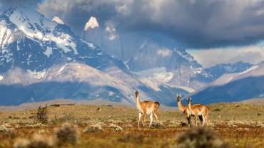Guanacos en la Patagonia con montañas nevadas al fondo.