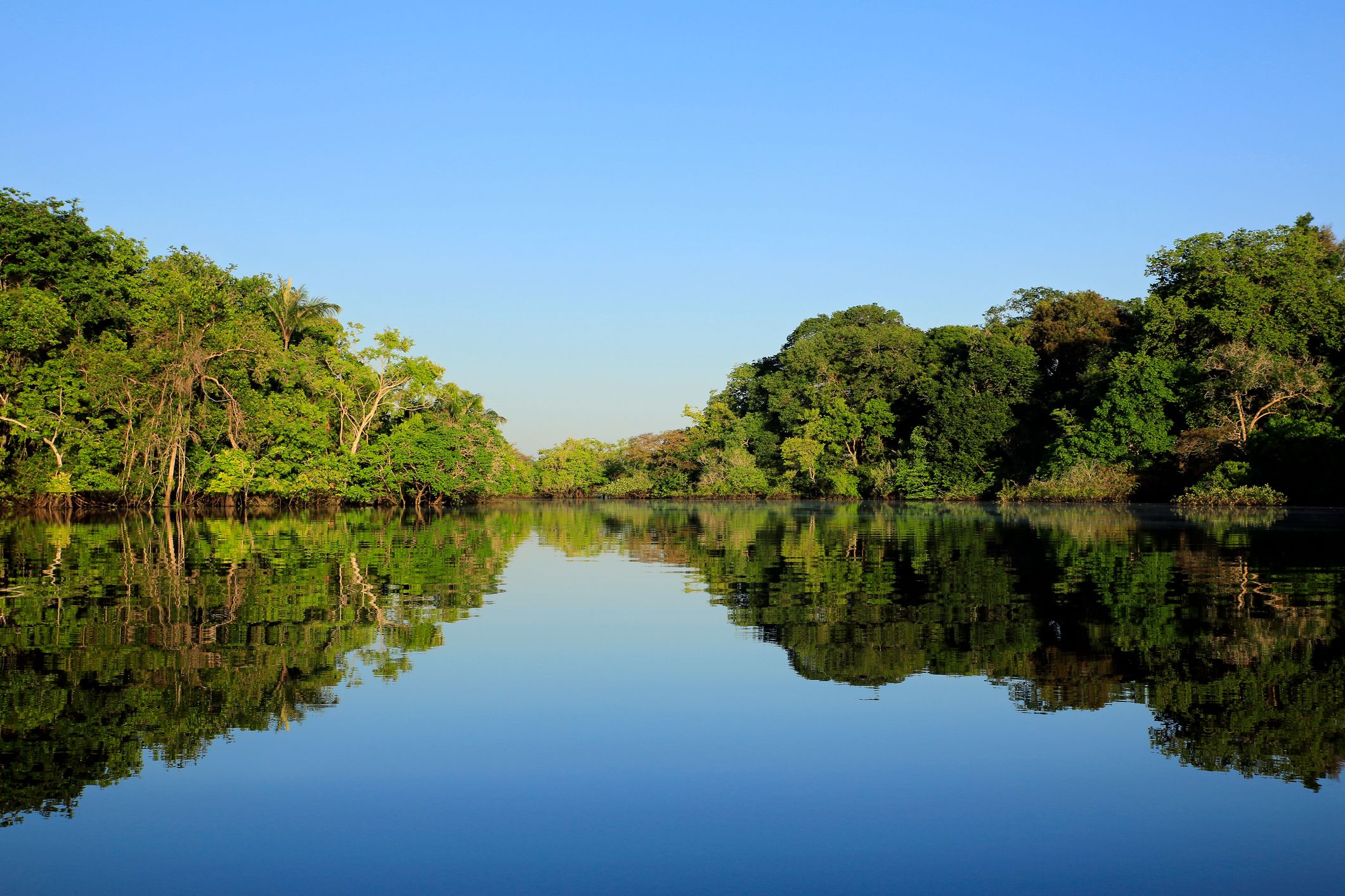 ¿Dónde puedes encontrar los bosques tropicales?