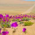 Desierto florido