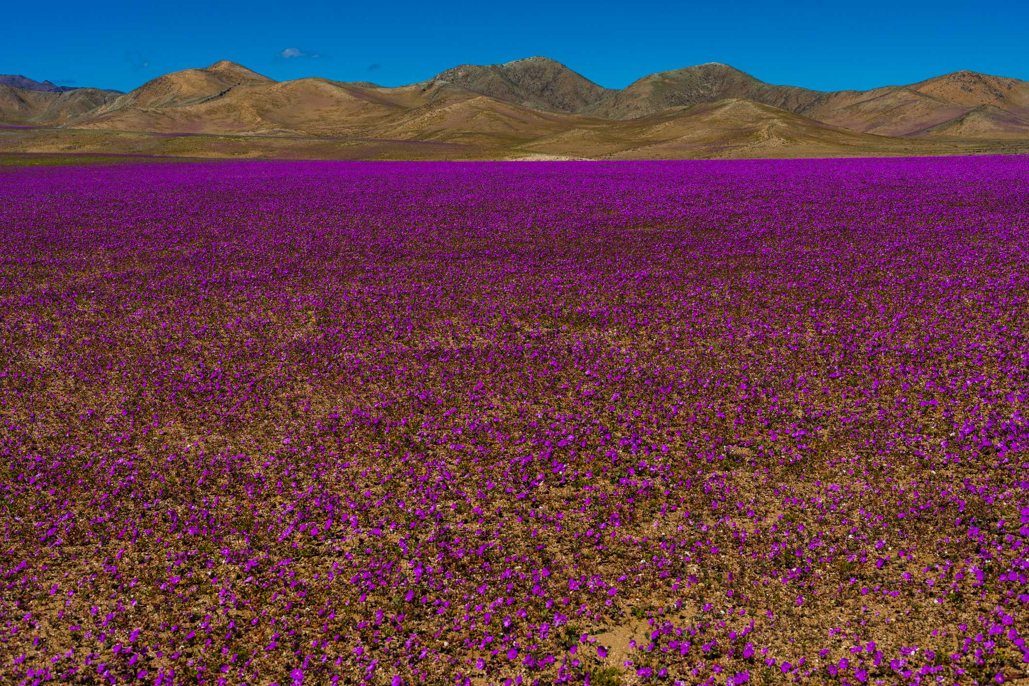 Desierto Florido de Chile: ¿Qué hacer y cómo llegar hasta él?
