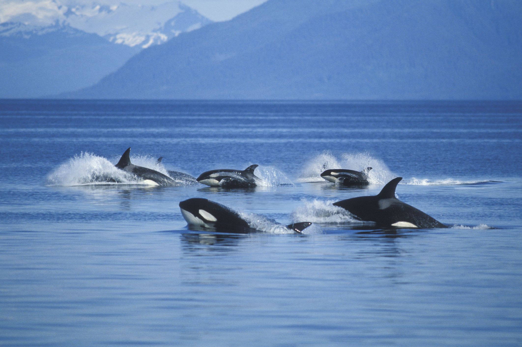 avistamiento de ballenas en perú