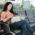 Terminal Sur de Santiago: ¿es mejor tomar el bus o avión para viajar por Chile?