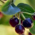 frutas del sur de chile