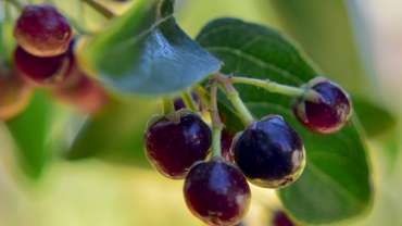frutas del sur de chile