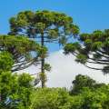 arboles nativos del sur de chile