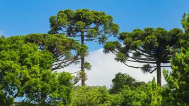 arboles nativos del sur de chile