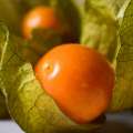 fruto de oro