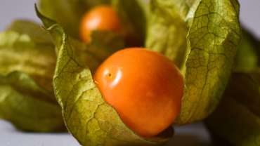 fruto de oro