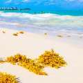 sargazo playa del carmen