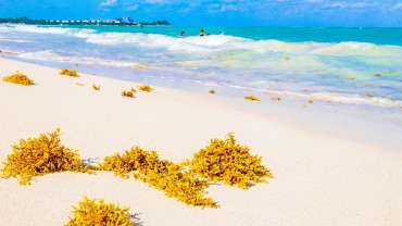 sargazo playa del carmen
