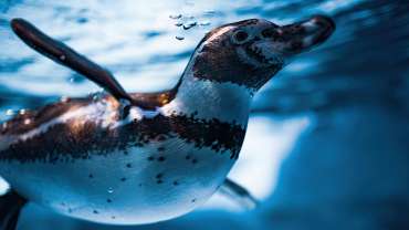 Pingüinos de humboldt dentro do mar