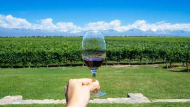 Manos masculinas sosteniendo una copa de vino tinto frente a un viñedo.
