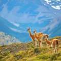 Três guanacos em uma paisagem montanhosa na Patagônia chilena.