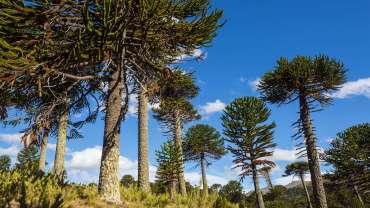 Parque nacional conguillio